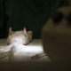 Image for article titled The Big Sleep: How Hibernation Could Overcome Life-Threatening Injury